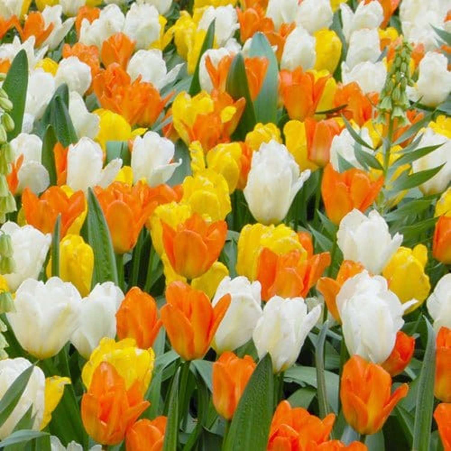 Tulpenmengsel 'Springtime'